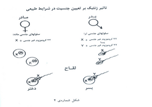 تصویر.png