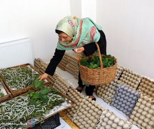 مشاغل-زنانه.jpg