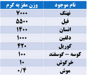 وزن مغز.png