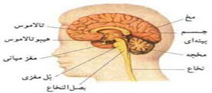 تفاوت مغز.png