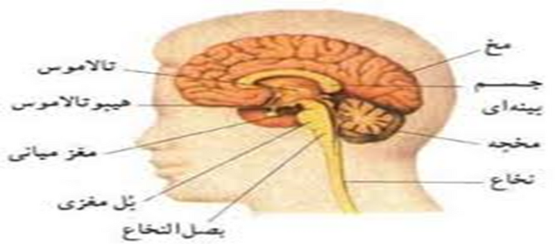 پرونده:تفاوت مغز.png